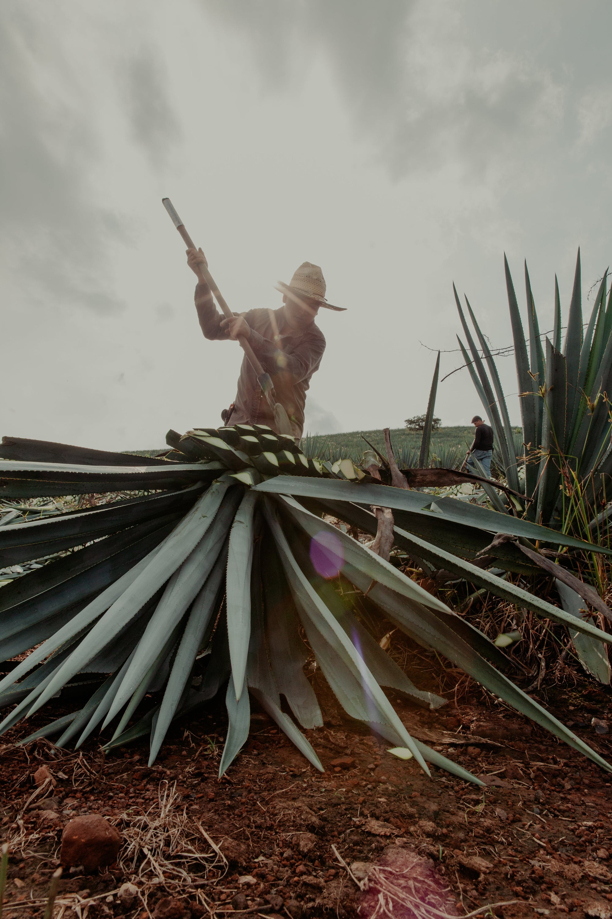 Una Vida: A Taste of 100% Agave Excellence