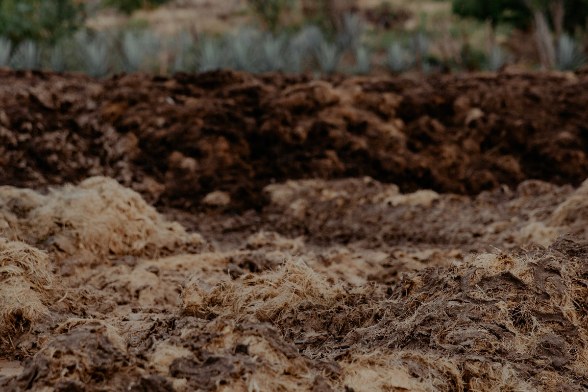 Blue Weber Agave fibers before making Una Vdda Tequila