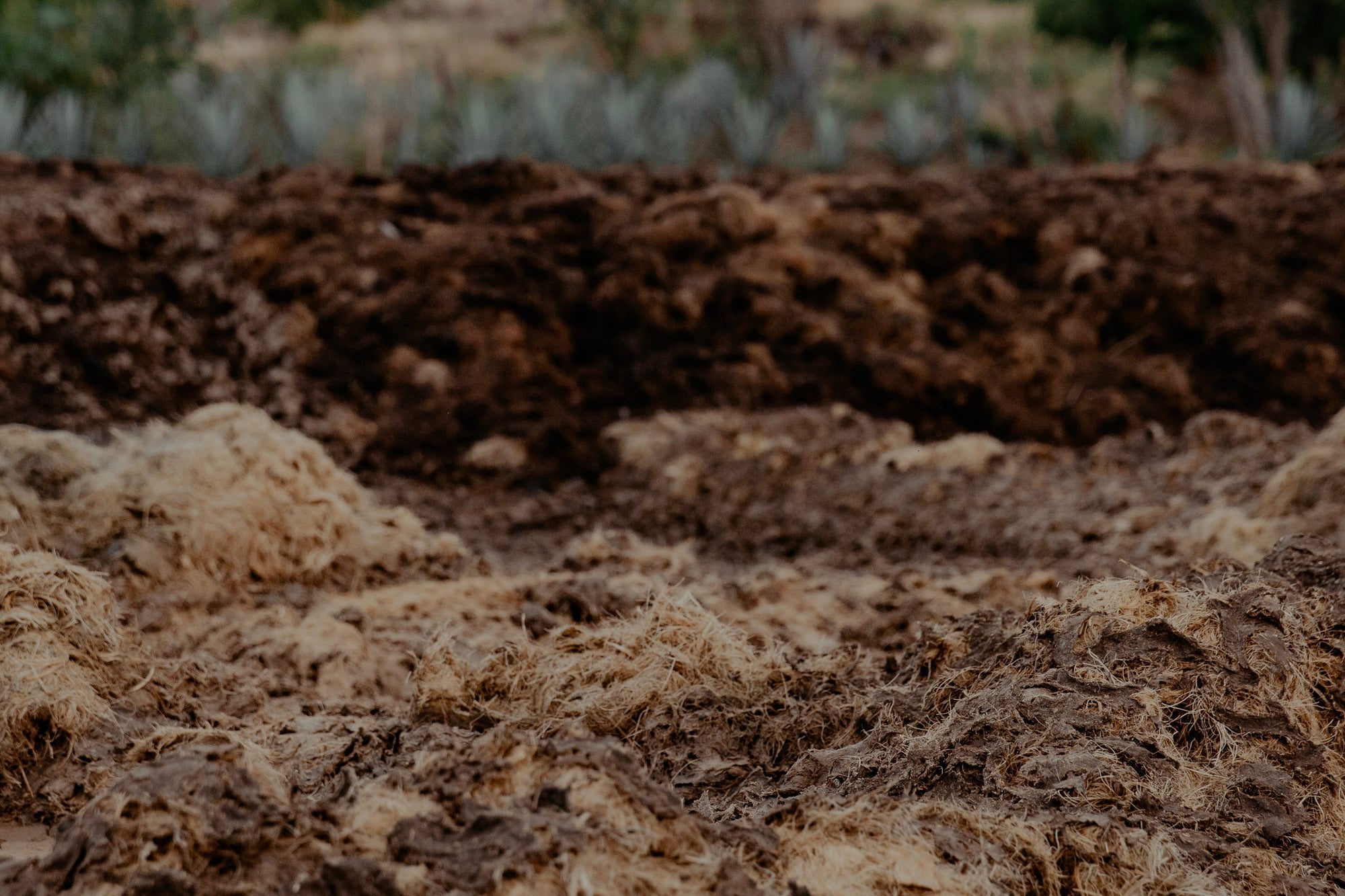 Blue Weber Agave fibers before making Una Vdda Tequila