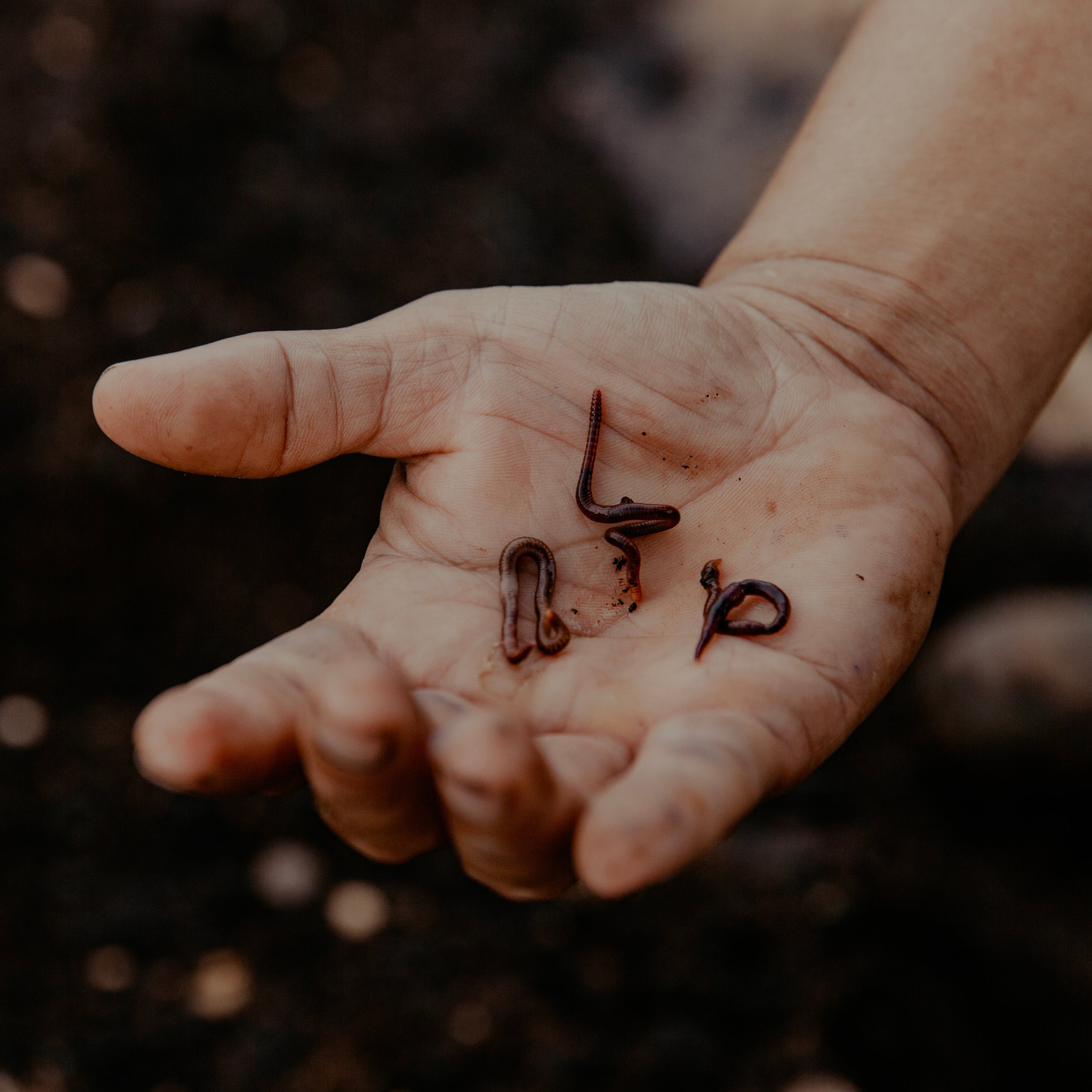 Soil at distillery NOM 1424 for Una Vida Tequila